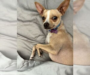 Chihuahua-Unknown Mix Dogs for adoption in Visalia, CA, USA