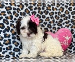 Small Photo #8 Cockapoo-Poodle (Miniature) Mix Puppy For Sale in LAKELAND, FL, USA