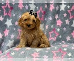 Small Photo #10 Cockapoo Puppy For Sale in LAKELAND, FL, USA