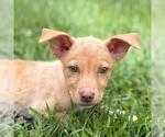 Small Mutt