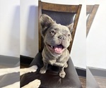 Small French Bulldog
