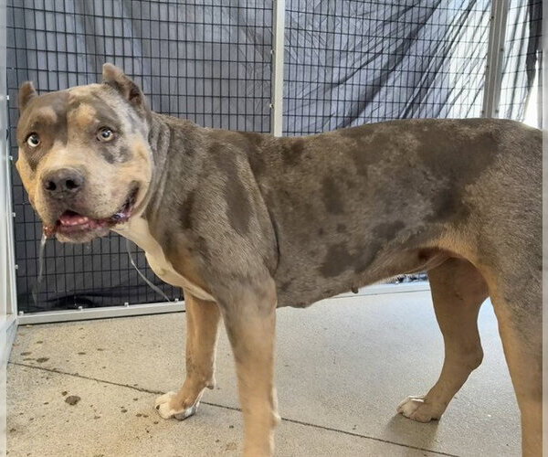 Medium Photo #1 Mutt Puppy For Sale in Rancho Cucamonga, CA, USA