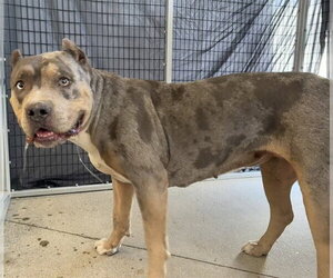 Mutt Dogs for adoption in Rancho Cucamonga, CA, USA