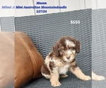 Puppy Mason Australian Shepherd-Bernedoodle Mix