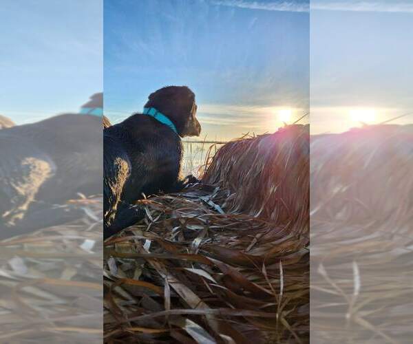 Medium Photo #16 Labrador Retriever Puppy For Sale in REDDING, CA, USA