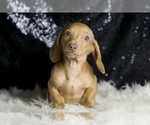 Small #5 Dachshund