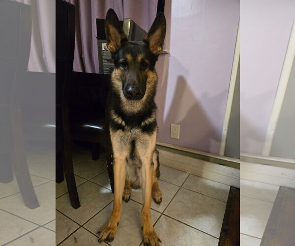 Medium Photo #1 German Shepherd Dog Puppy For Sale in Dumont, NJ, USA