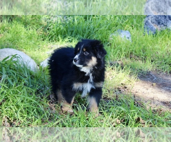 Medium Photo #2 Australian Shepherd Puppy For Sale in ACTON, CA, USA