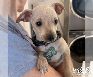 Chihuahua-Unknown Mix Dogs for adoption in Washington, DC, USA