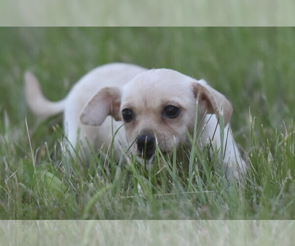 Medium Photo #13 Chihuahua Puppy For Sale in Mechanicsburg, PA, USA