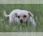 Small #12 Chihuahua