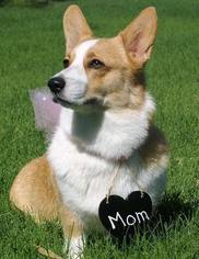Mother of the Pembroke Welsh Corgi puppies born on 05/06/2017