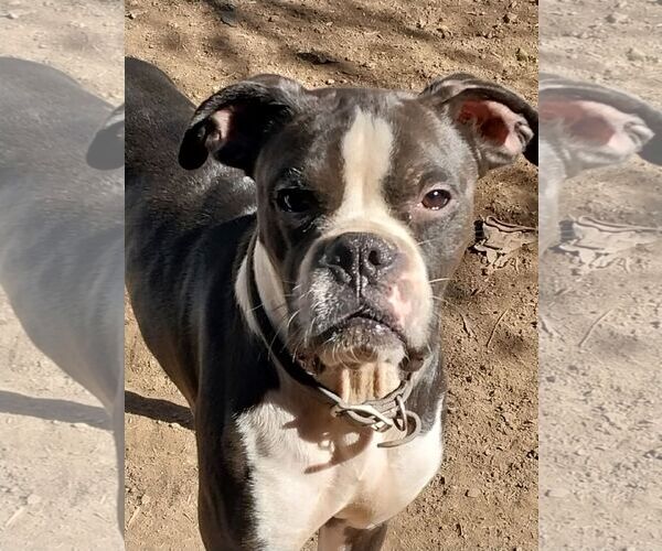 Medium Photo #1 Boxer Puppy For Sale in Dumont, NJ, USA