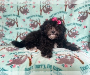 Zuchon Puppy for sale in LAKELAND, FL, USA