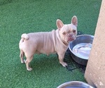 Small #7 French Bulldog