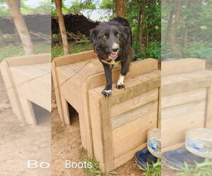 Boots - Female Border Collie-Unknown Mix Dog for Adoption - Photo #3