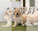 Small #3 Goldendoodle