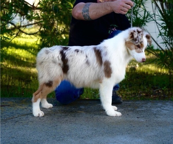 Medium Photo #2 Australian Shepherd Puppy For Sale in COARSEGOLD, CA, USA