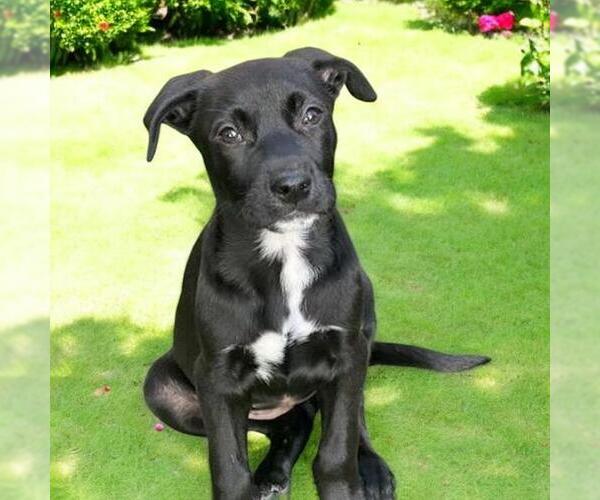 Medium Photo #2 Labrador Retriever-Unknown Mix Puppy For Sale in San Diego, CA, USA