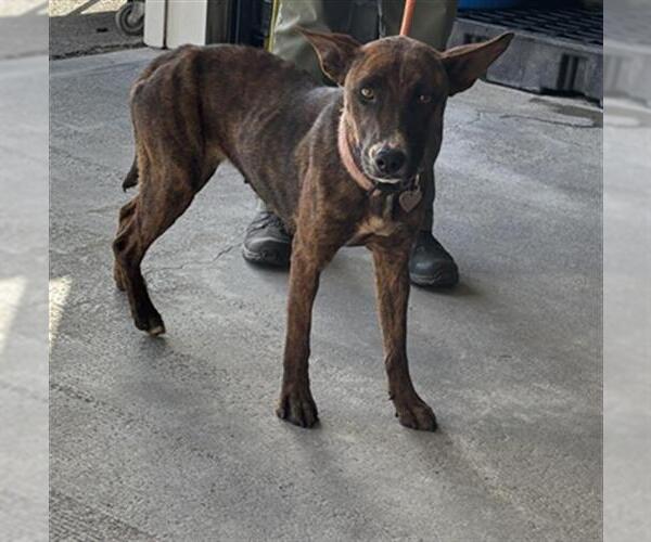 Medium Photo #1 Mutt Puppy For Sale in Camarillo, CA, USA