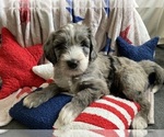 Small #1 Australian Labradoodle-Bernedoodle Mix
