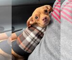 Small Photo #1 Italian Greyhuahua Puppy For Sale in Arlington, WA, USA