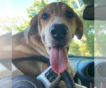 LLP Trixie : Banjo - Male Retriever -Unknown Mix Dog for Adoption - Small photo