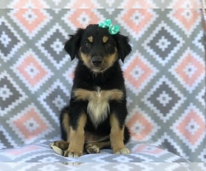 Australian Shepherd-English Shepherd Mix Puppy for sale in LAKELAND, FL, USA