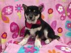 Small Photo #9 Shiba Inu Puppy For Sale in ELDORA, PA, USA