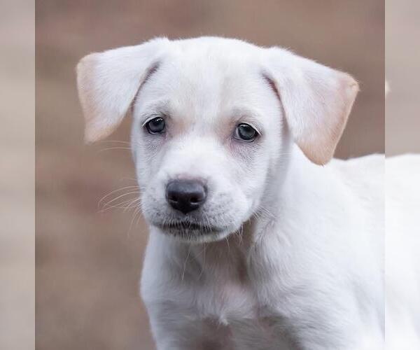 Medium Photo #4 Golden Retriever-Unknown Mix Puppy For Sale in San Diego, CA, USA