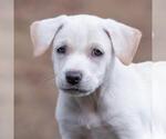 Small #3 Golden Retriever Mix