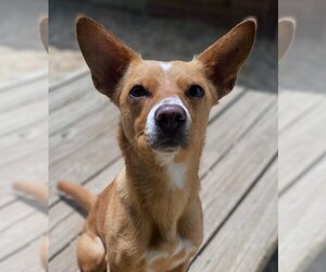 Mutt Dogs for adoption in Matawan, NJ, USA