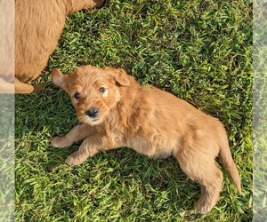 Goldendoodle Puppy for sale in BILLINGS, MT, USA