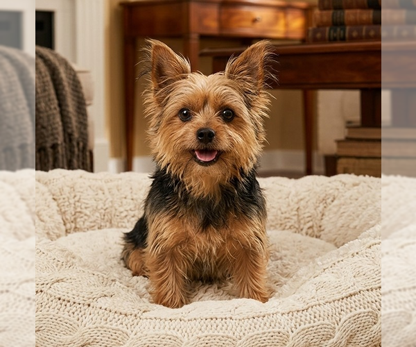 Medium Photo #1 Mutt Puppy For Sale in Vail, AZ, USA