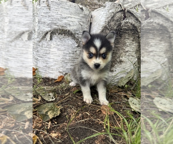 Medium Photo #5 Alaskan Klee Kai-Pomsky Mix Puppy For Sale in STAPLES, MN, USA