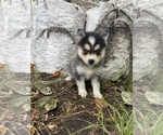 Small #4 Alaskan Klee Kai-Pomsky Mix