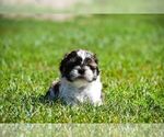 Puppy Milo Shih Tzu