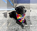 Small #2 Collie-Labrador Retriever Mix