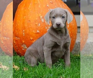 Labrador Retriever Puppy for sale in FREDERICKSBG, OH, USA