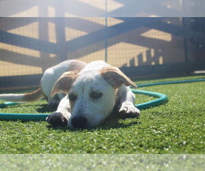 Scarecrow - Male Basset Hound-Unknown Mix Dog for Adoption - Photo #2