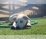Small Photo #2 Basset Hound-Unknown Mix Puppy For Sale in Chestertown, MD, USA