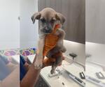 Small Labrador Retriever Mix