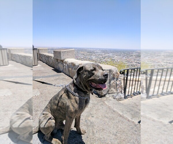 Medium Photo #1 Cane Corso Puppy For Sale in KILLEEN, TX, USA