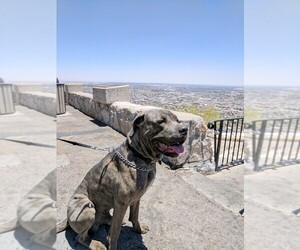 Cane Corso Dogs for adoption in KILLEEN, TX, USA