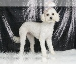 Small Photo #2 ShihPoo Puppy For Sale in WARSAW, IN, USA