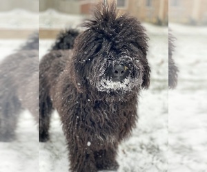 Father of the Spanish Water Dog puppies born on 02/06/2023