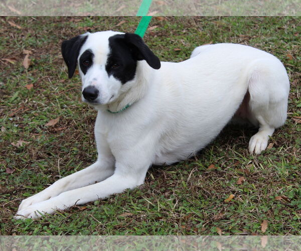 Medium Photo #4 Labrador Retriever-Unknown Mix Puppy For Sale in Prattville, AL, USA