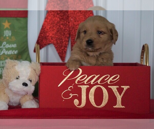 Medium Photo #1 Golden Retriever Puppy For Sale in FREDERICKSBG, OH, USA