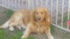 Small Photo #1 Golden Retriever Puppy For Sale in PEORIA, AZ, USA