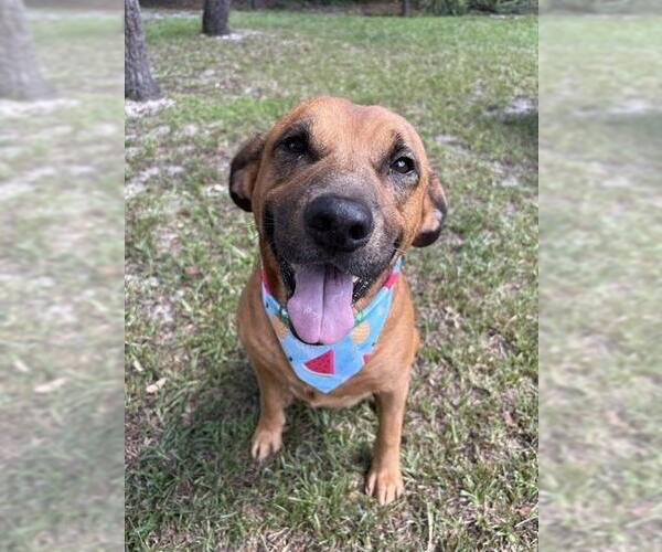 Medium Photo #3 Labrador Retriever Puppy For Sale in Ocala, FL, USA